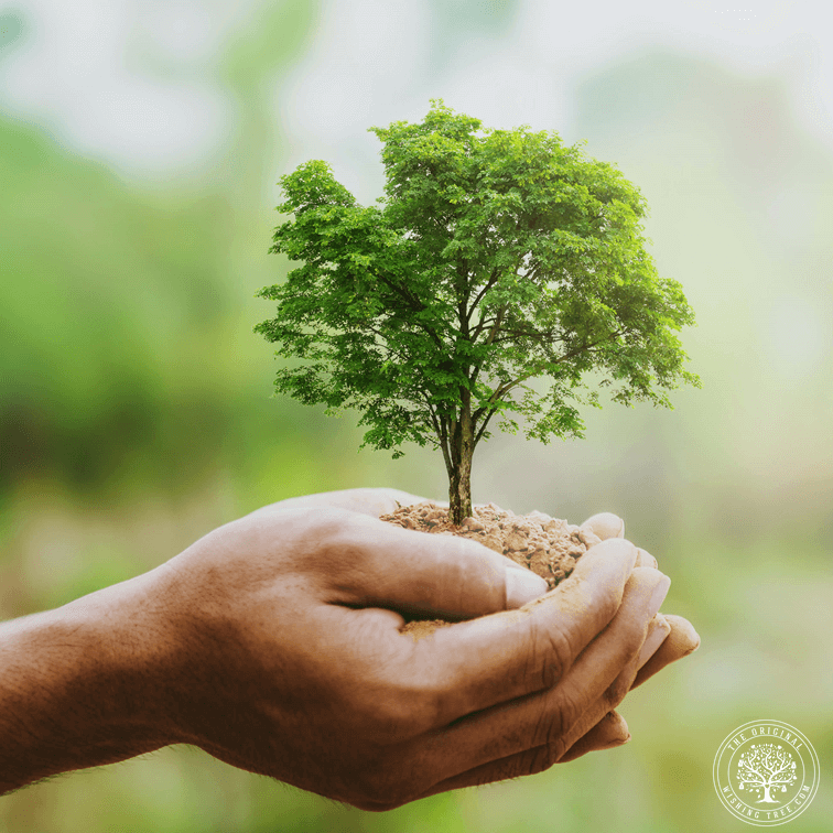 Hands Holding Tree of Life